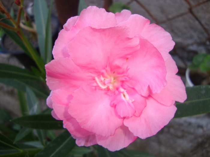  - florile mele2