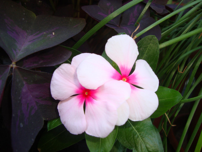  - florile mele2