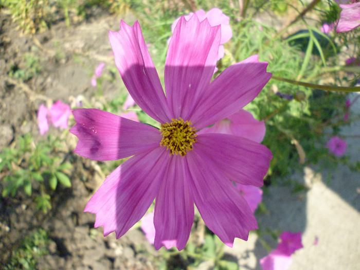 P1000981