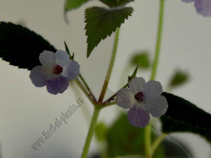 XACHICODONIA DARK STAR; 2012
