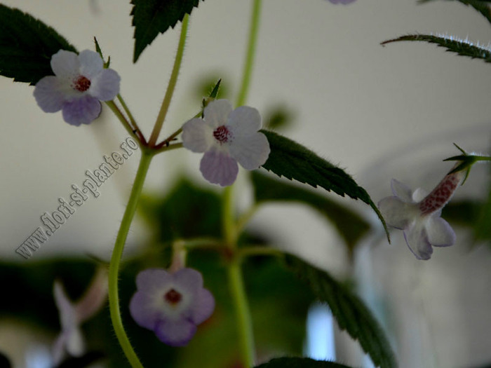 XACHICODONIA DARK STAR; 2012
