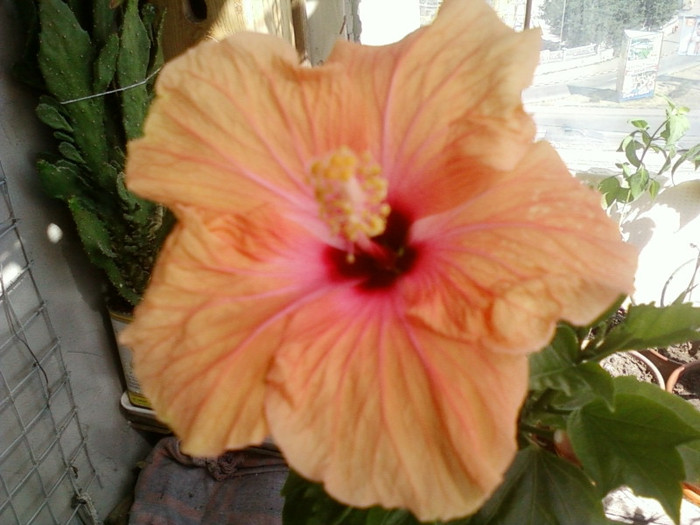 13 iulie 2012-flori 001