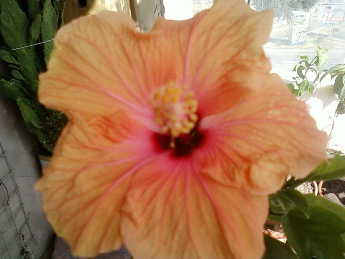 hibi holliday yellow