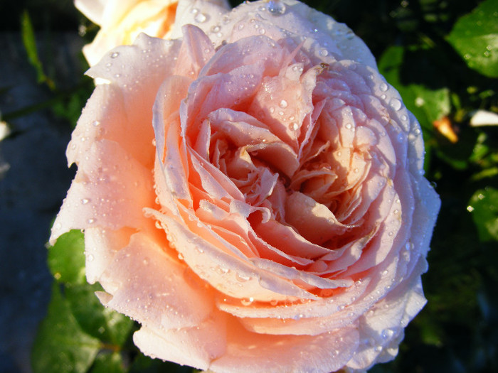 DSCF9560 - Trandafir ANDRE LE NOTRE by Meilland