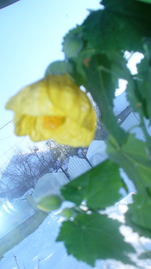 P1030109 - abutilon-de  vanzare iulie 2012