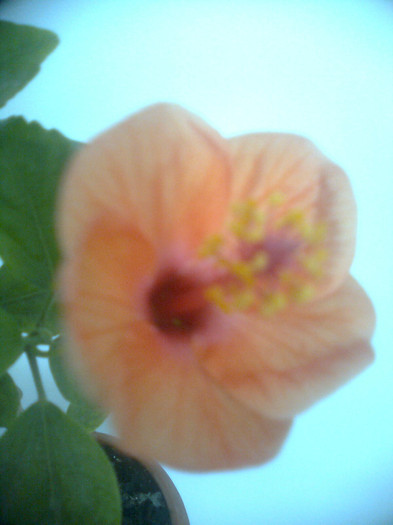 13.7.2012 - hibiscusi 2012
