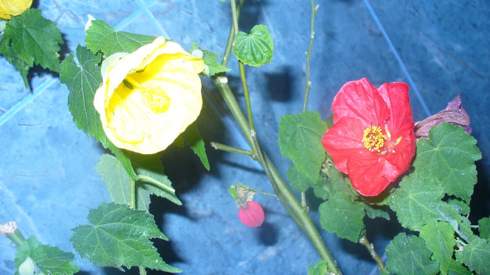 P1030121 - abutilon-de  vanzare iulie 2012