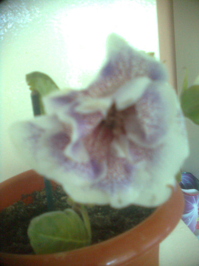 pierduta - gloxinia 2012