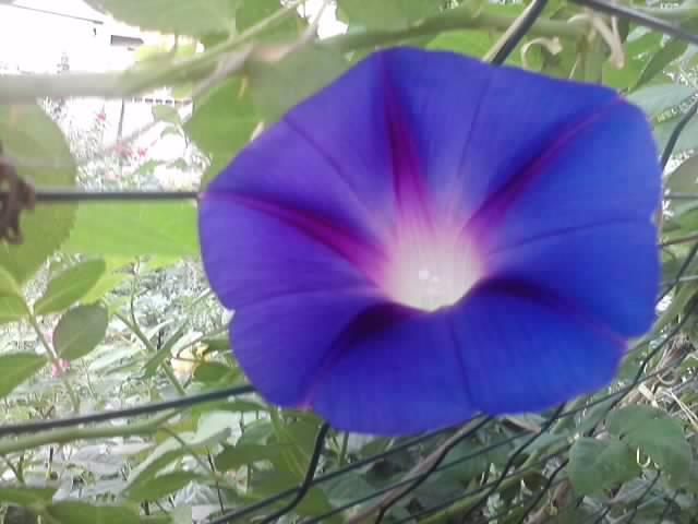 P130712_07.51_[01] - flori de gradina 2012-2