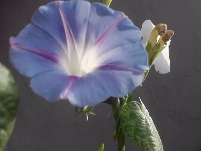 P130712_07.52_[02] - flori de gradina 2012-2