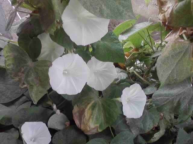P130712_07.52_[03] - flori de gradina 2012-2