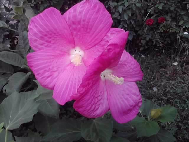 P130712_07.56 - flori de gradina 2012-2
