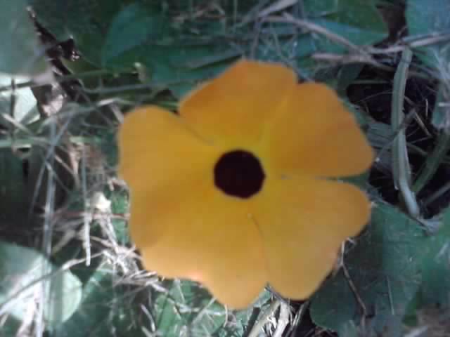 P130712_07.57_[04] - flori de gradina 2012-2