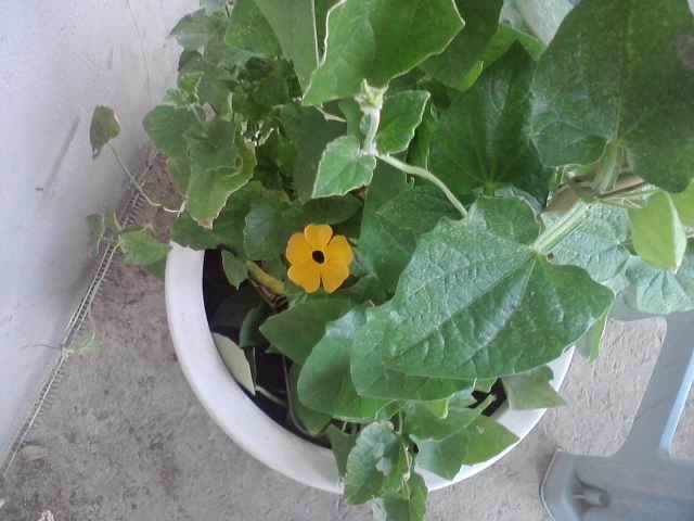 P130712_07.58_[01] - flori de gradina 2012-2