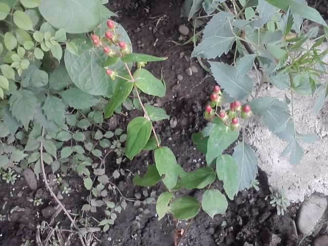 multumesc - flori de gradina 2012-2