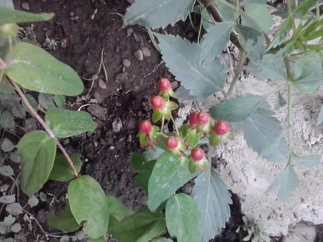 frumos - flori de gradina 2012-2
