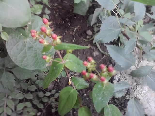 P130712_07.59_[02] - flori de gradina 2012-2