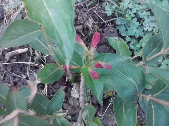 multumesc - flori de gradina 2012-2