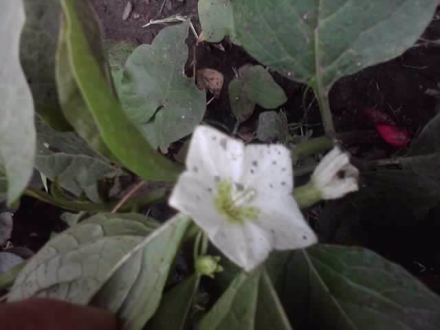 floricica physallis - flori de gradina 2012-2