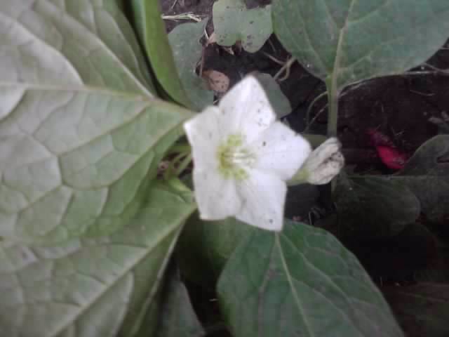 multumesc - flori de gradina 2012-2