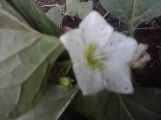 frumos - flori de gradina 2012-2