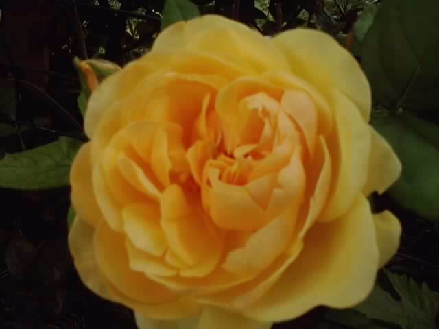 P130712_08.06_[01] - floricele-2012