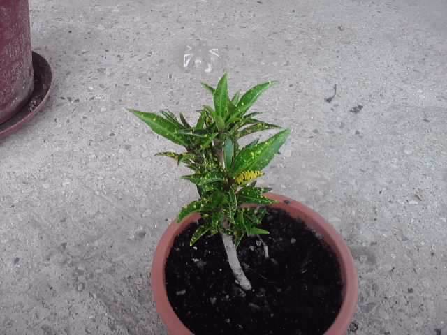 aucuba - floricele-2012