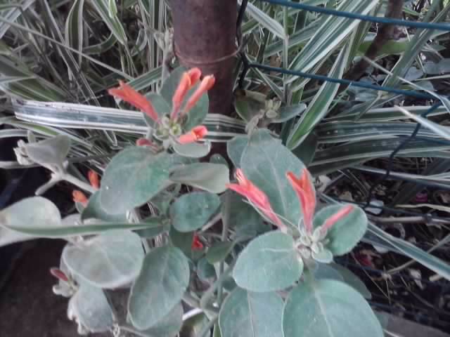P130712_08.07_[03] - floricele-2012