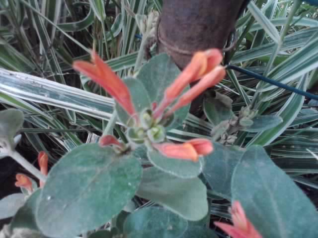 P130712_08.07_[04] - floricele-2012