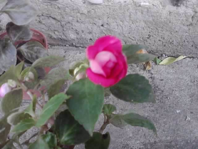 P130712_08.10_[02] - floricele-2012