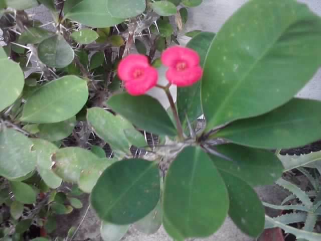 P130712_08.12_[03] - floricele-2012