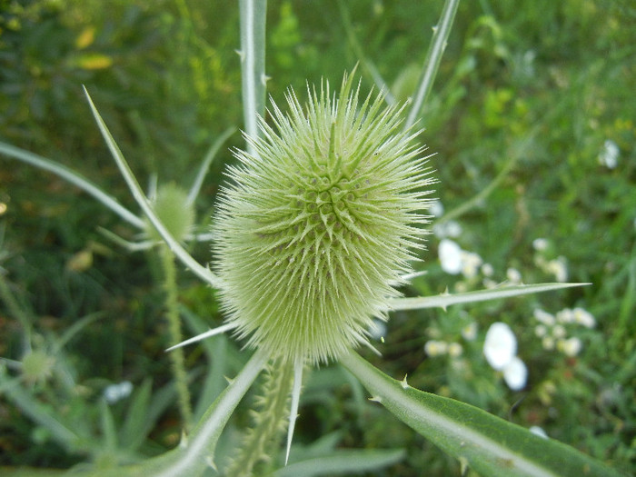 Dipsacus fullonum (2012, July 11) - Dipsacus fullonum_Teasel