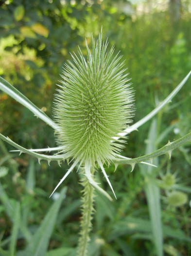 Dipsacus fullonum (2012, July 11) - Dipsacus fullonum_Teasel