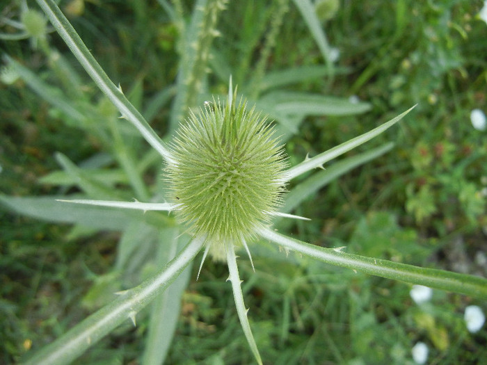 Common Teasel (2012, July 11)