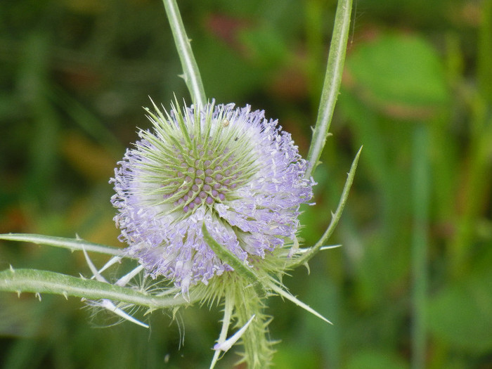 Common Teasel (2012, July 12) - Dipsacus fullonum_Teasel