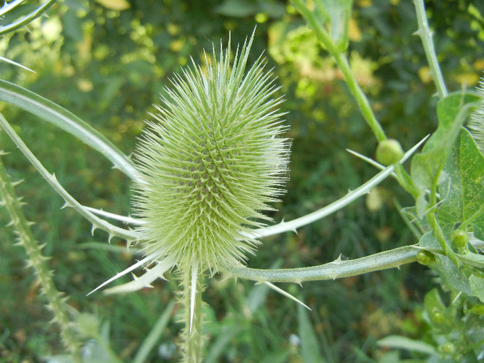 Fuller`s Teasel (2012, July 12)