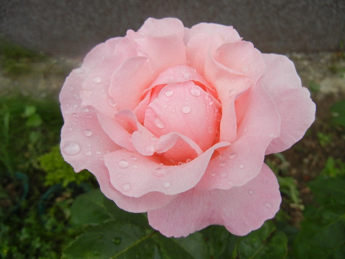Rose Queen Elisabeth (2012, June 06) - Rose Queen Elisabeth