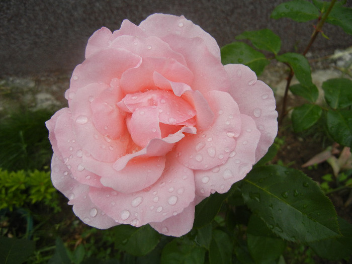 Rose Queen Elisabeth (2012, June 06)