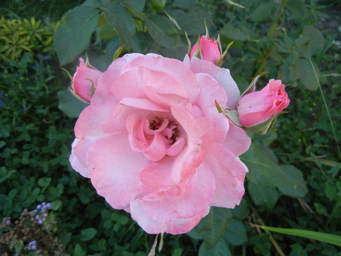 Rose Queen Elisabeth (2012, June 20)