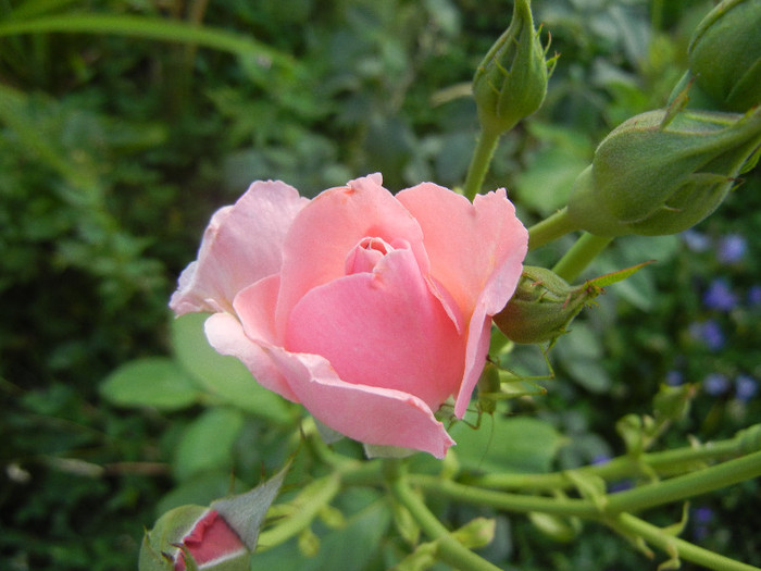 Rose Queen Elisabeth (2012, June 25)
