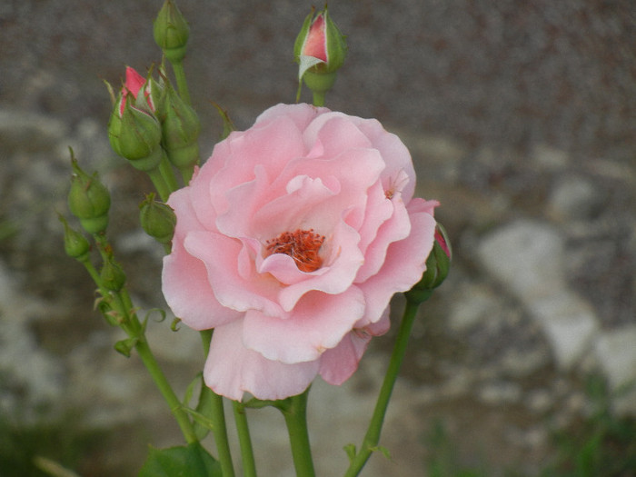 Rose Queen Elisabeth (2012, June 26)