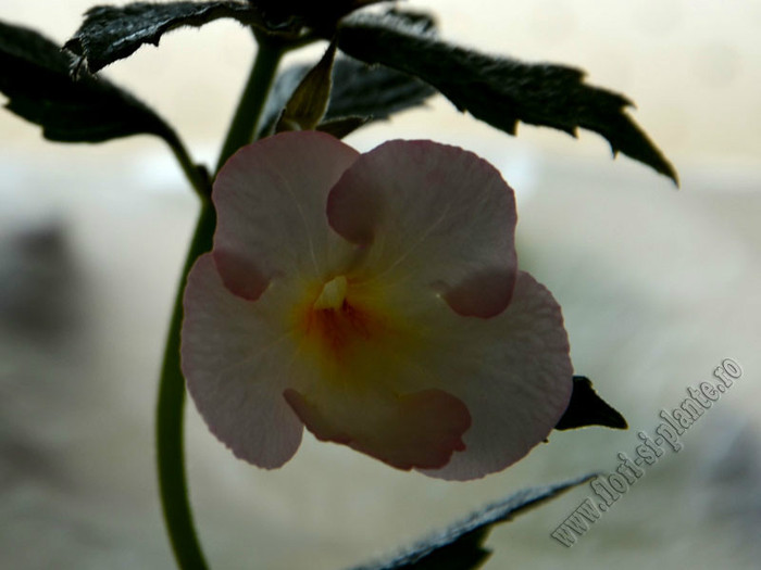 Achimenes Ivory Blush - ACHIMENES II
