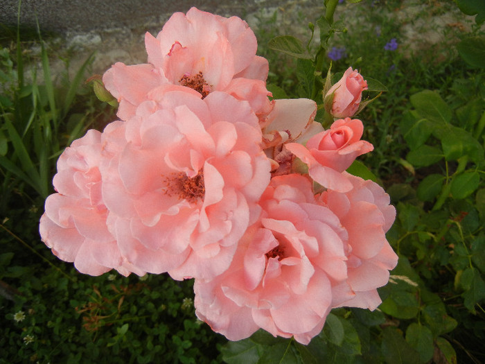 Rose Queen Elisabeth (2012, July 06)