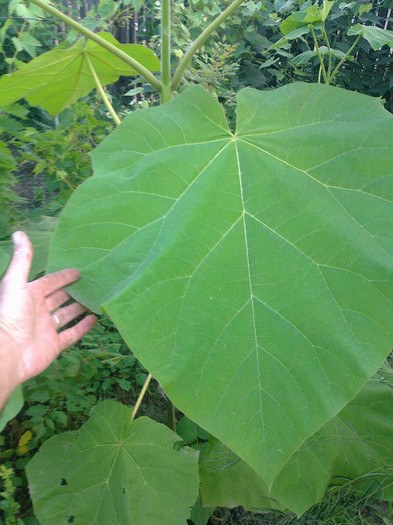 frunze paulownia