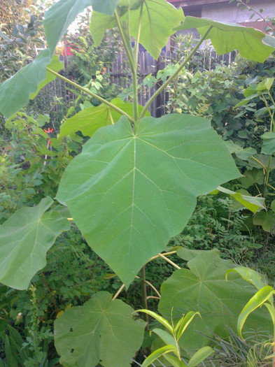 paulownia - arbori ornamentali 2012