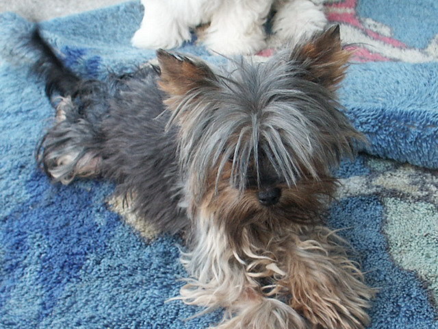 Yorkshire Tesa - Yorkshire terrier