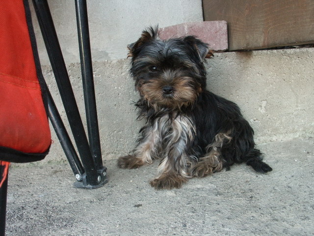 Yorkshire - Yorkshire terrier