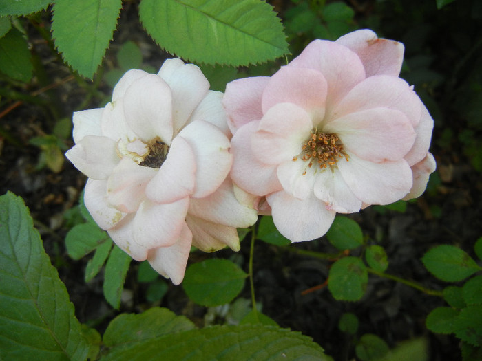 Pink Miniature Rose (2012, July 11) - Miniature Rose Pink