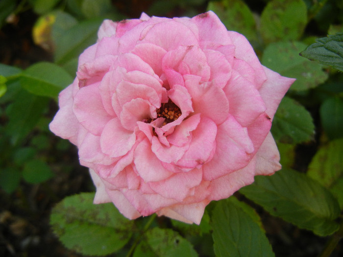 Pink Miniature Rose (2012, July 11) - Miniature Rose Pink