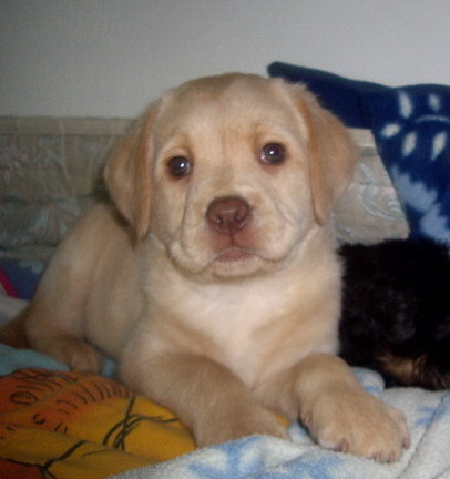 Labrador Retriever Nora; fetita 5 saptamai Nora

